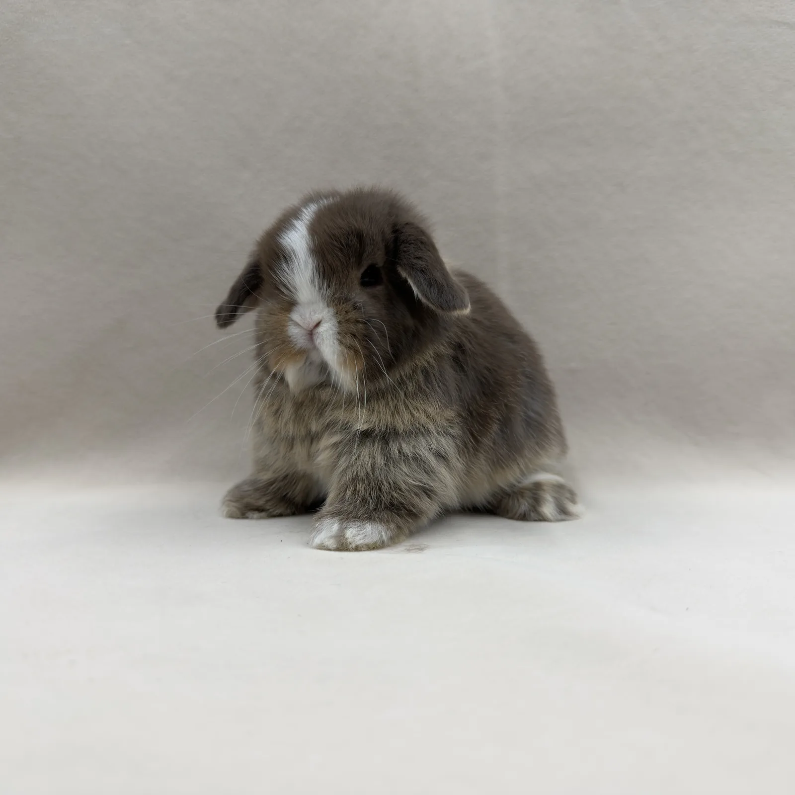 Maluszek mini lop siedzący na jasnym tle