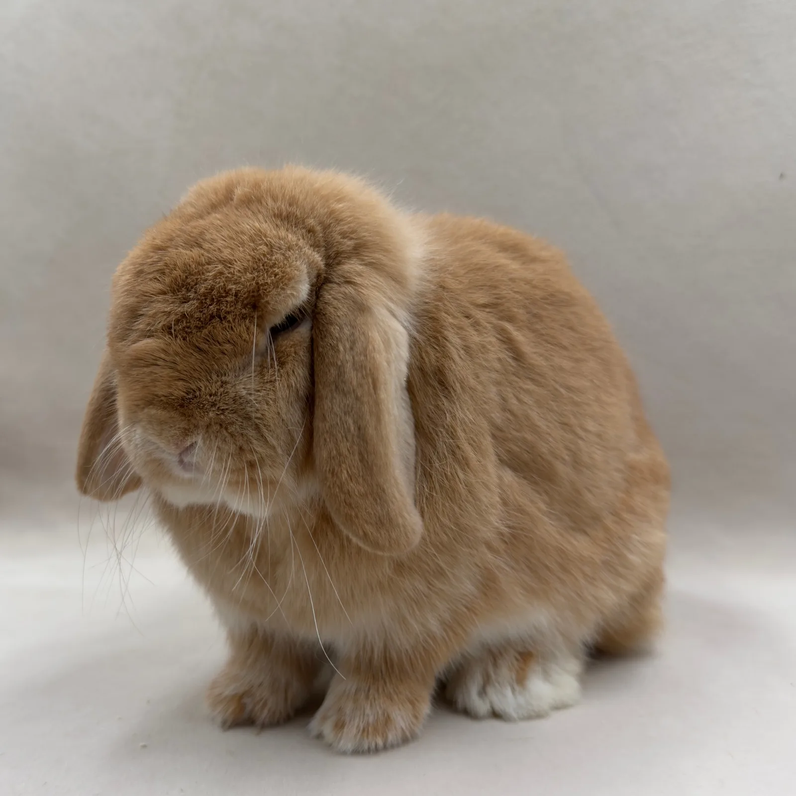 Ambra – samica Mini Lop, umaszczenie Orange, hodowla CrystalBunny