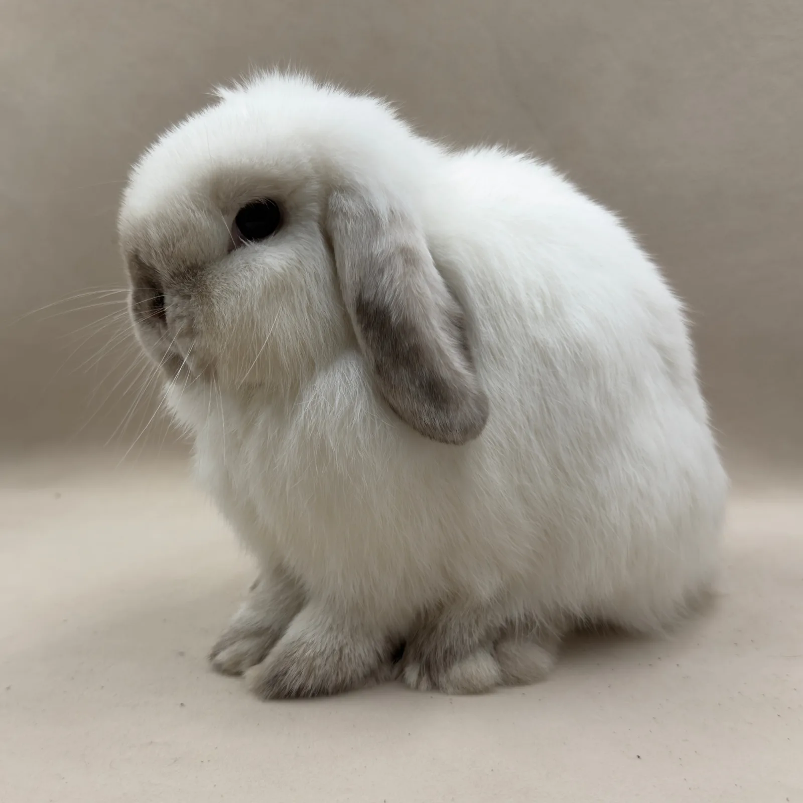 CB Estelle – samica Mini Lop, umaszczenie Seal Point, hodowla CrystalBunny