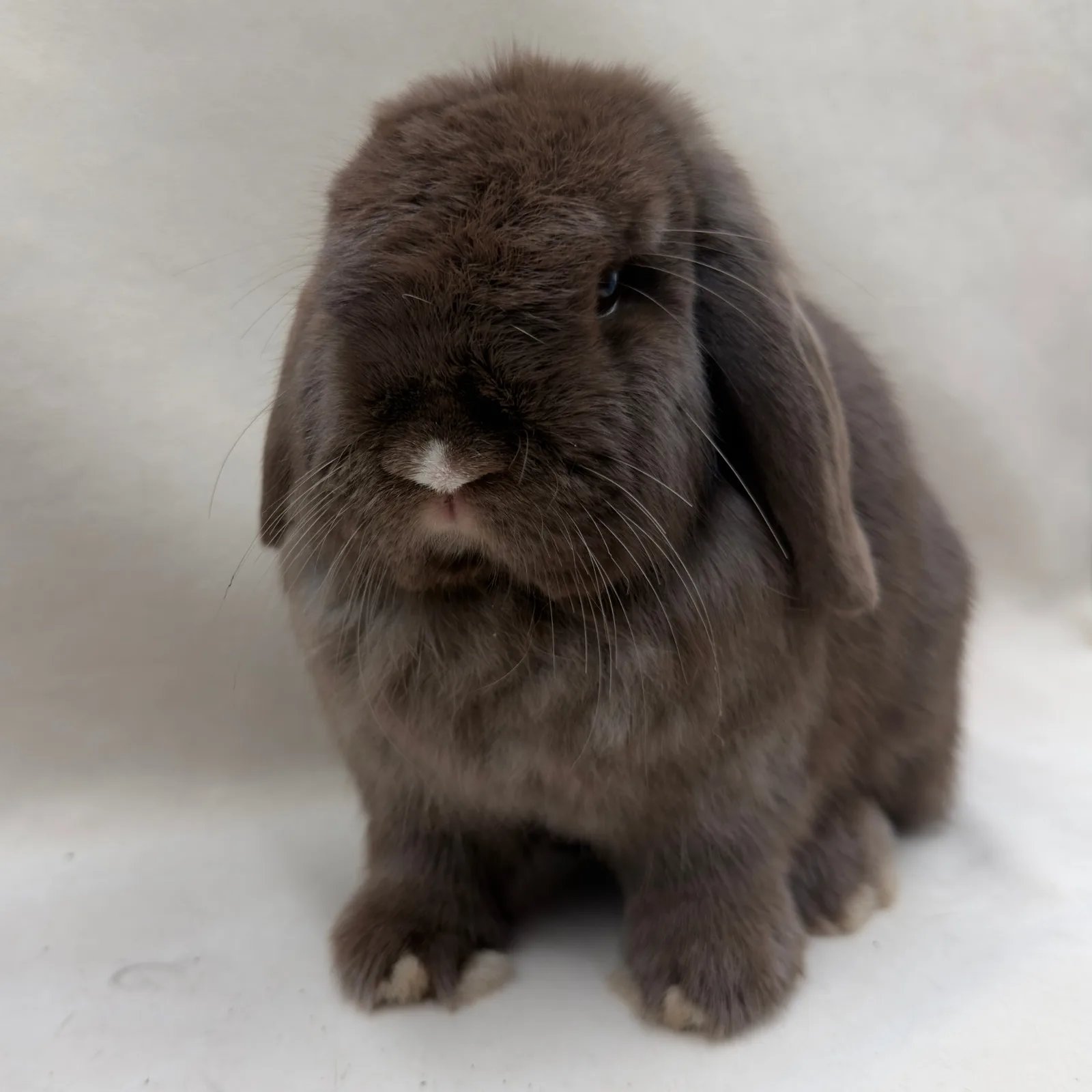 CB Praline – samica Mini Lop, umaszczenie Chocolate, hodowla CrystalBunny