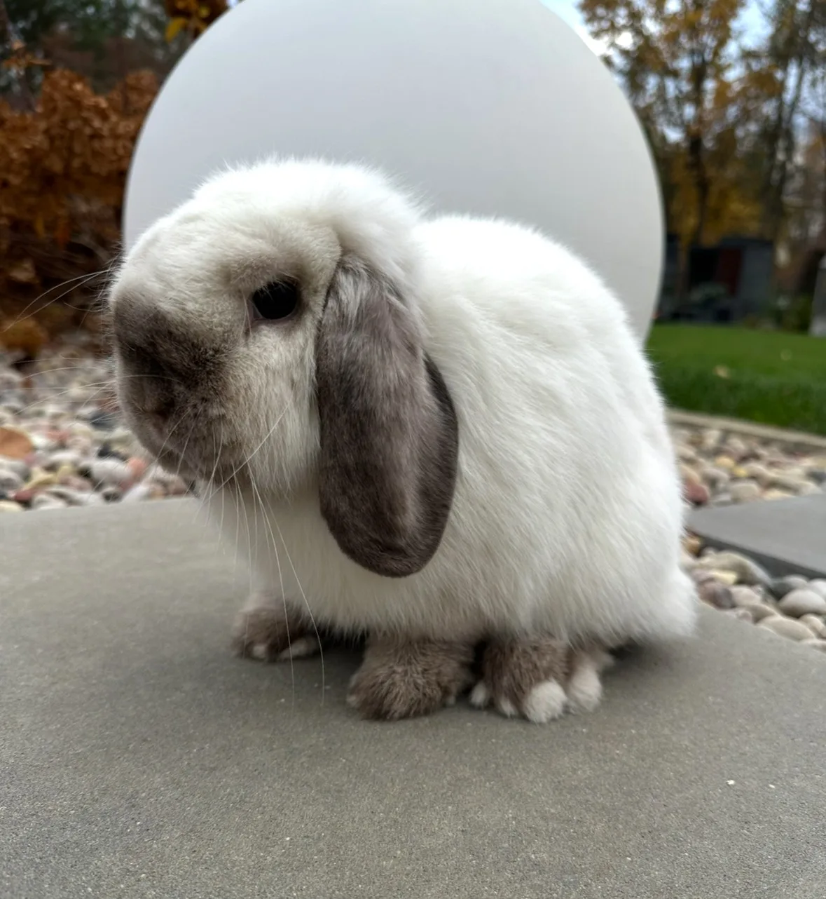 CMS Olga – samica Mini Lop, umaszczenie Seal Point, hodowla CrystalBunny