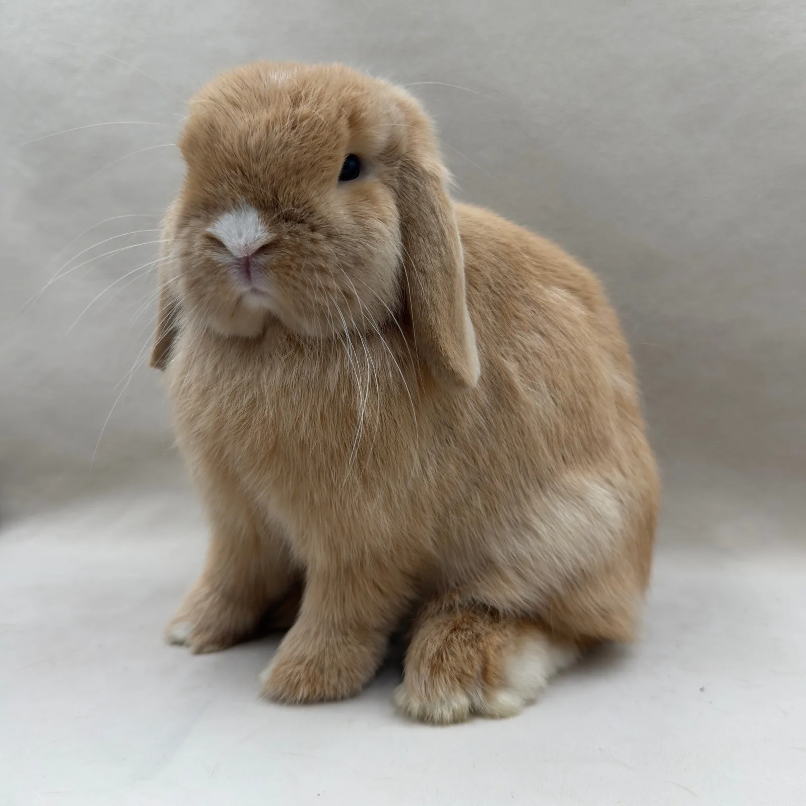 Gigi – samica Mini Lop, umaszczenie Orange VC, hodowla CrystalBunny