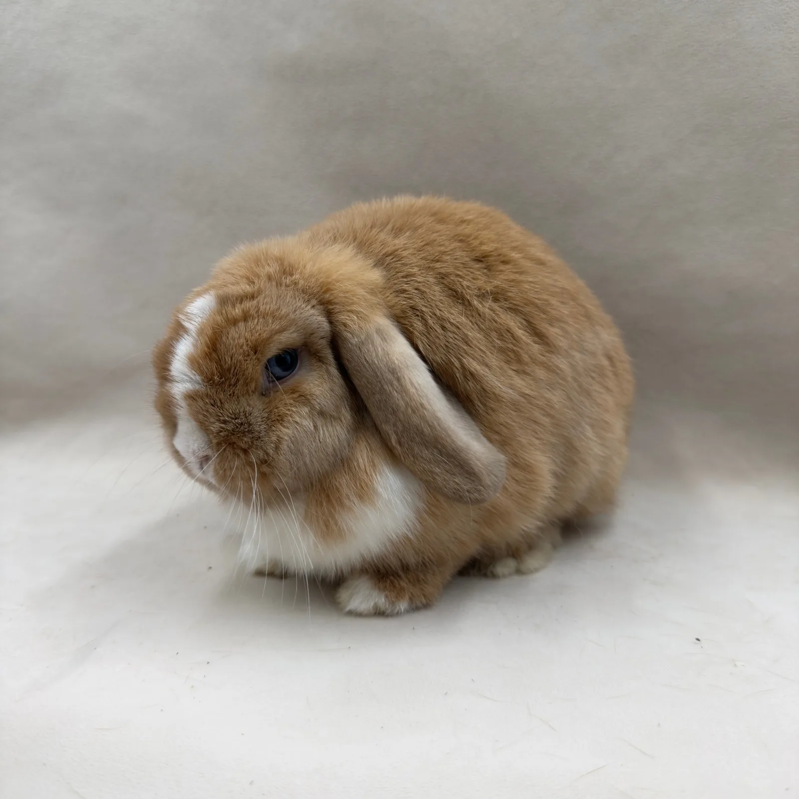 Ivy – samica Mini Lop, umaszczenie Orange VM, hodowla CrystalBunny