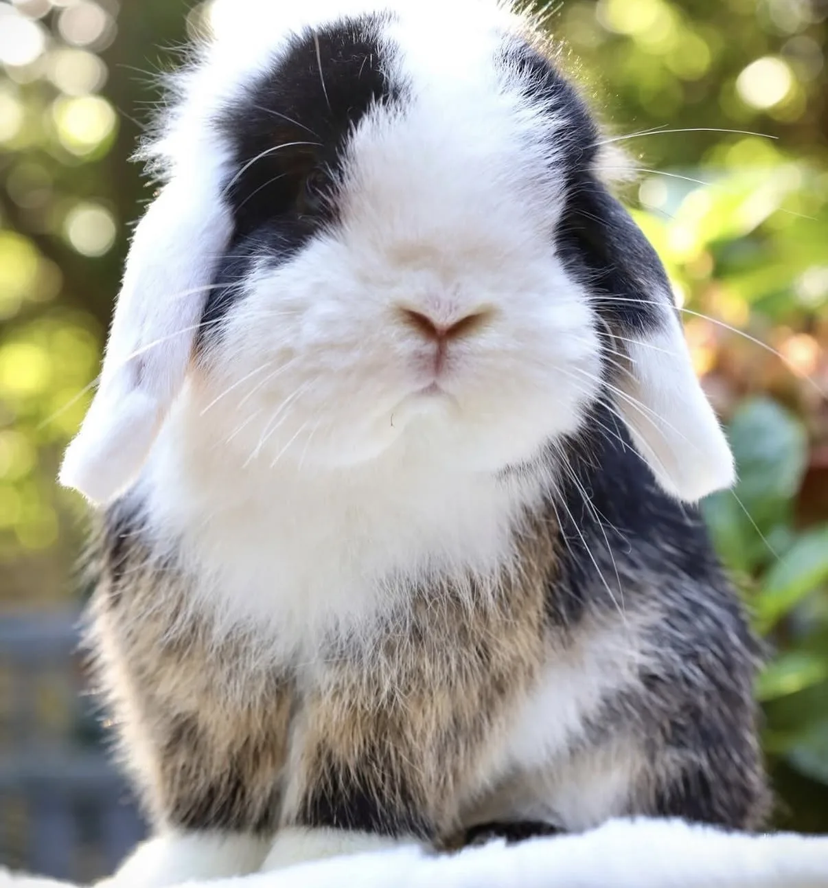 Kiwi – samica Mini Lop, umaszczenie Black Otter VM, hodowla CrystalBunny