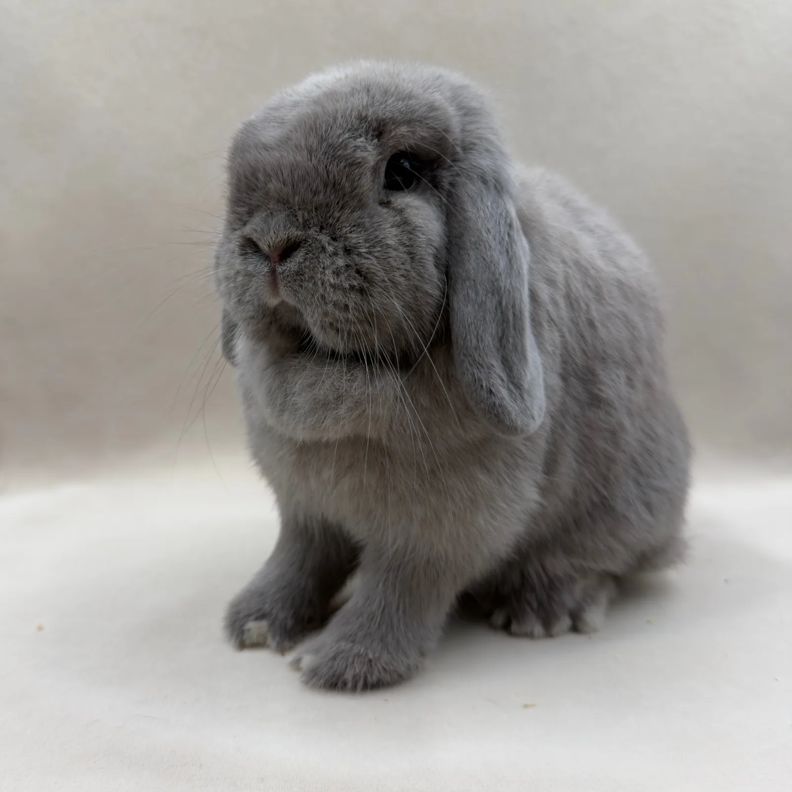 Livia – samica Mini Lop, umaszczenie Blue Point, hodowla CrystalBunny