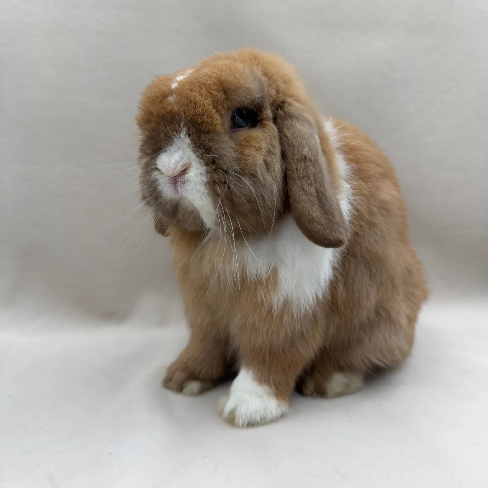 Macchiato – samiec Mini Lop, umaszczenie Choc Tort VM, hodowla CrystalBunny