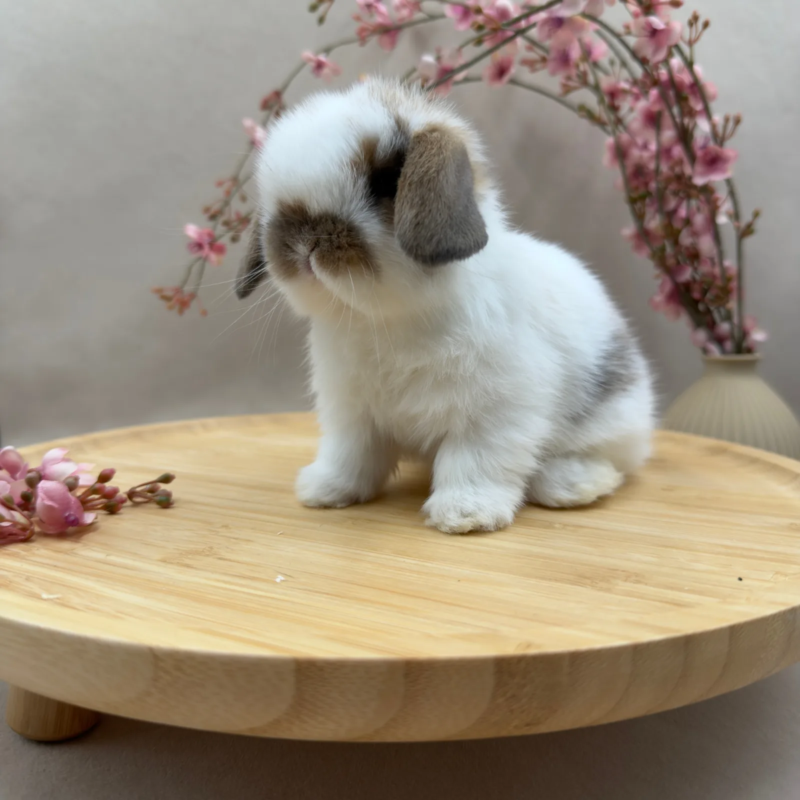 Maluszek Mini Lop, umaszczenie Broken Sooty Fawn, chłopak, ur. 03.10.2026 – hodowla CrystalBunny