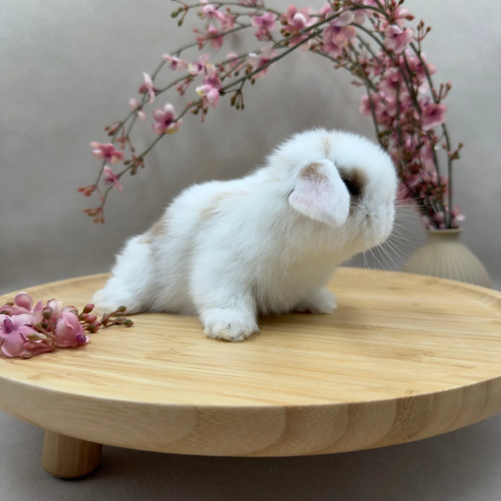 Maluszek Mini Lop, umaszczenie Broken Sooty Fawn, dziewczynka, ur. 03.10.2026 – hodowla CrystalBunny