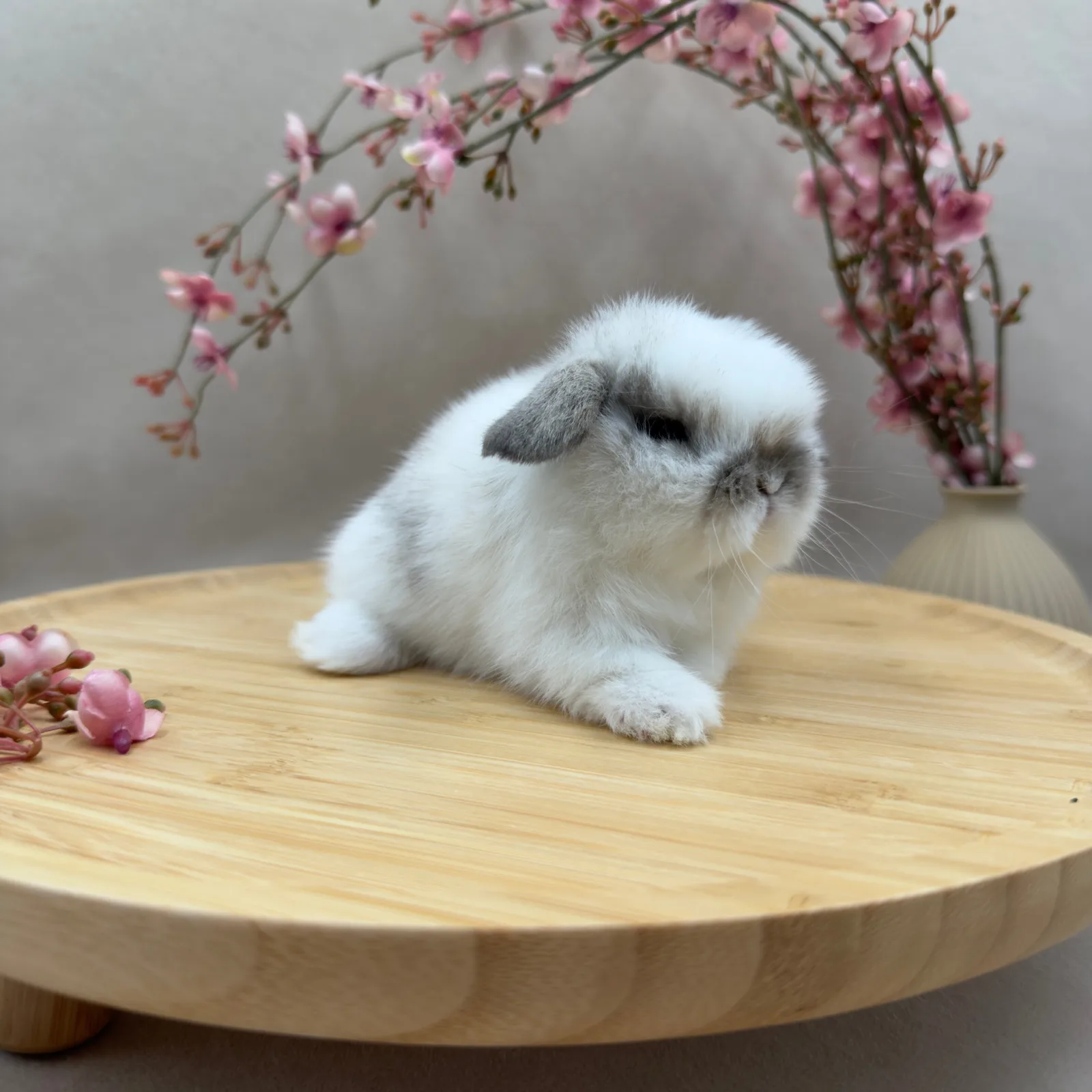 Maluszek Mini Lop, umaszczenie Broken Seal Point, chłopak, ur. 03.10.2026 – hodowla CrystalBunny