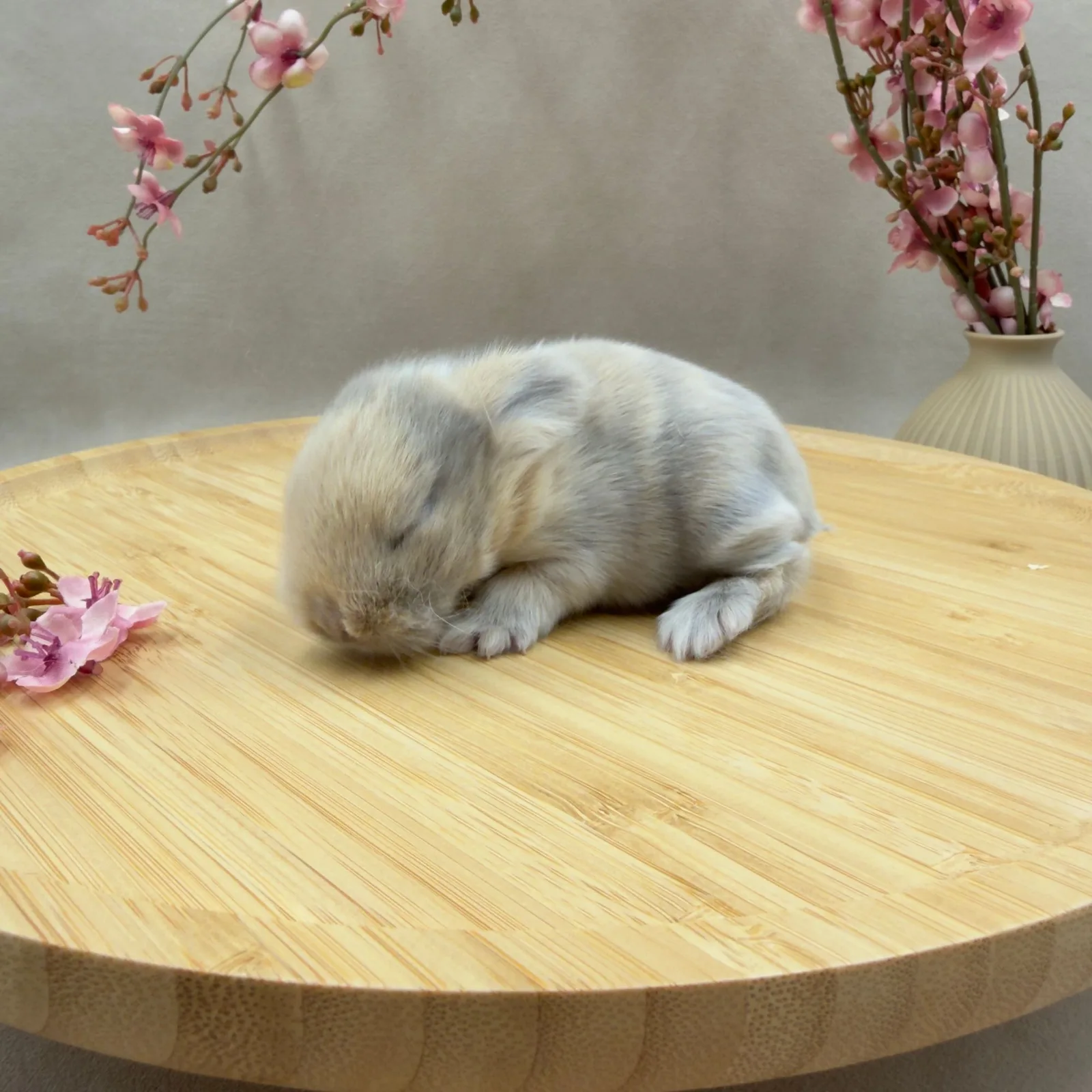 Maluszek Mini Lop, umaszczenie Low Rufus Lilac Harli, ur. 11.10.2026 – hodowla CrystalBunny