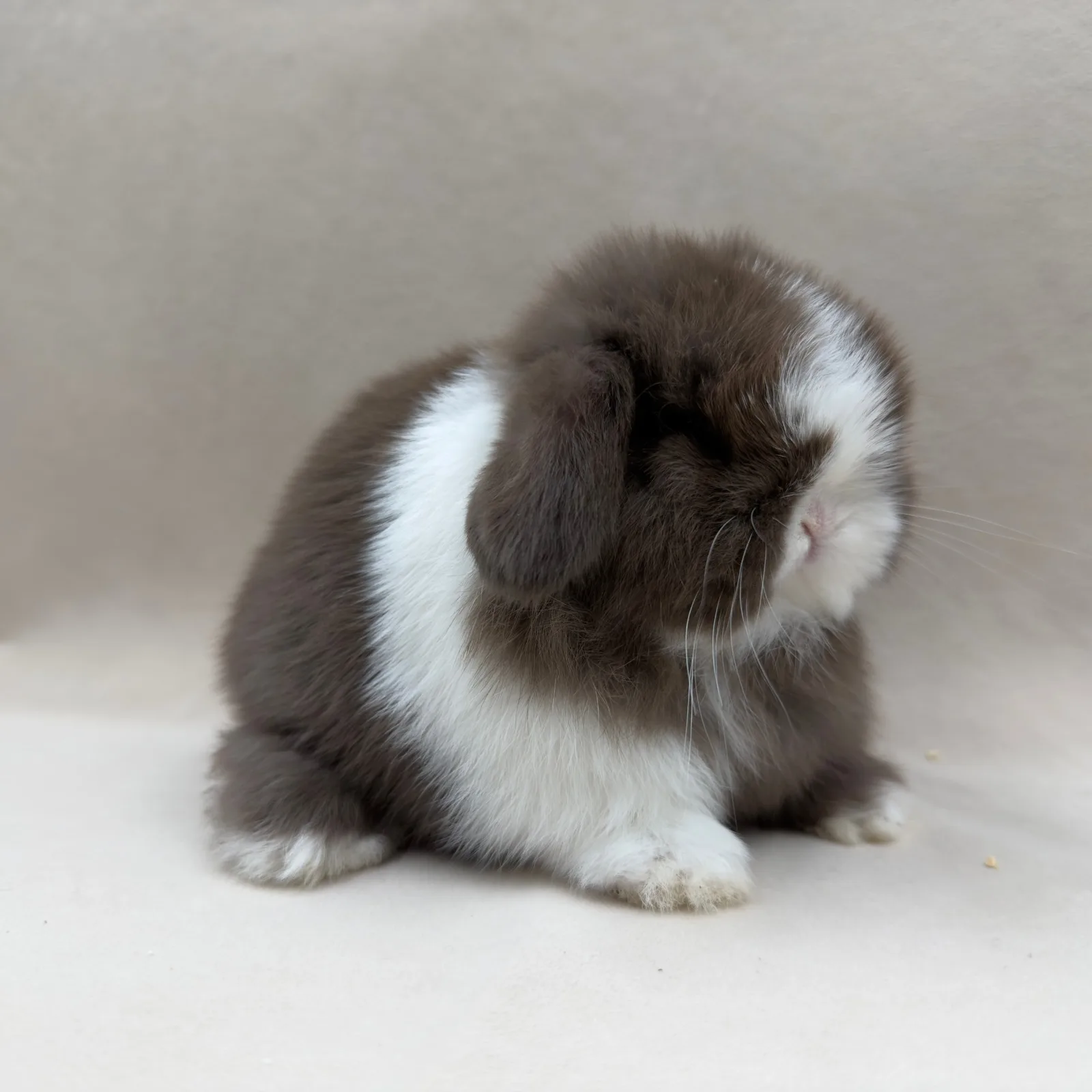 Maluszek Mini Lop, umaszczenie czekoladowo-białe srokate – z hodowli CrystalBunny, już w nowym domu