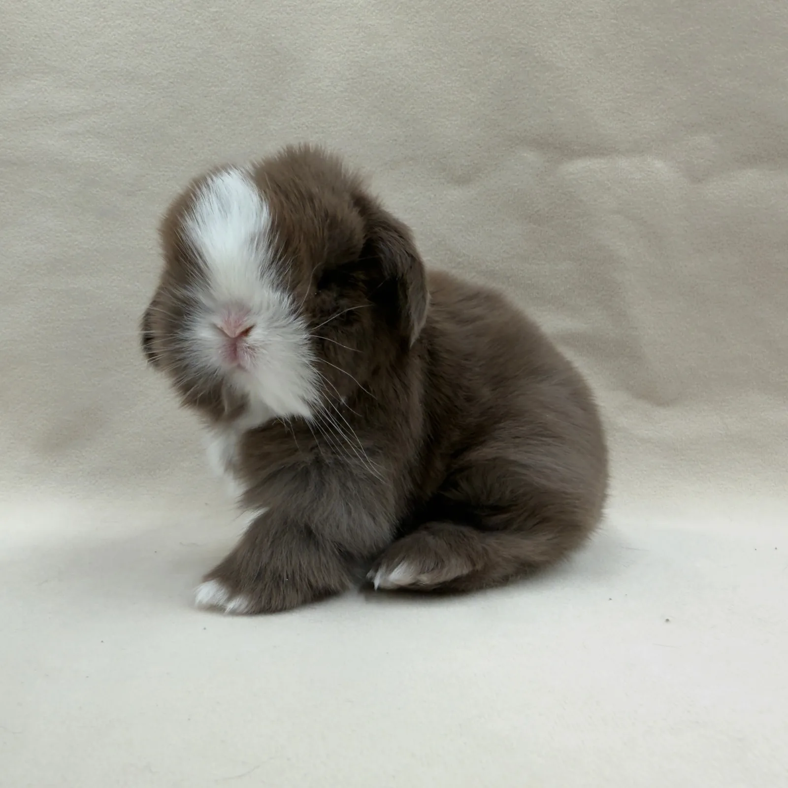 Maluszek Mini Lop, umaszczenie czekoladowo-białe – z hodowli CrystalBunny, już w nowym domu