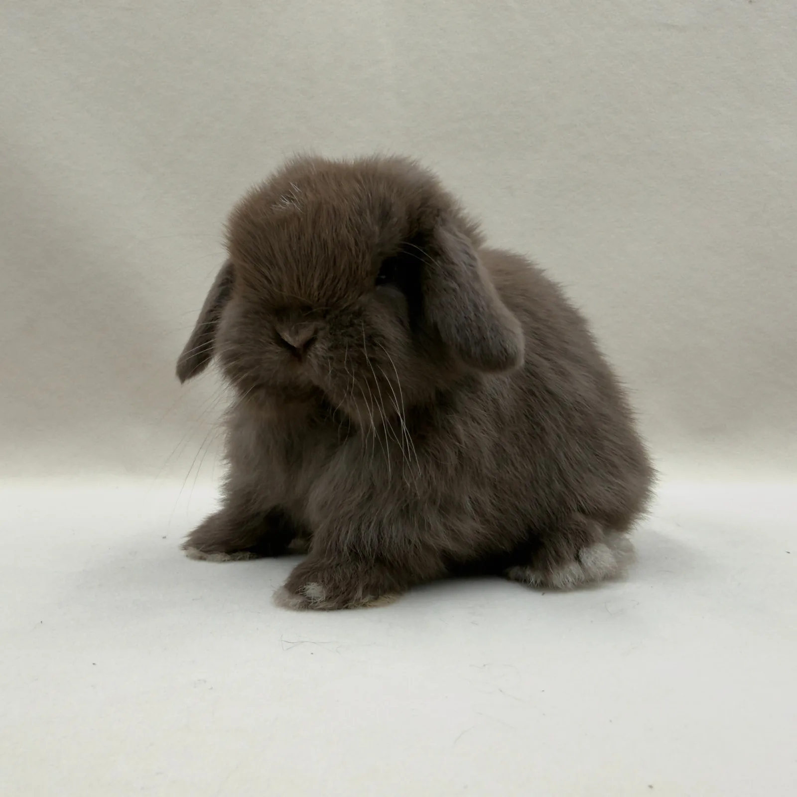 Maluszek Mini Lop, umaszczenie czekoladowe – z hodowli CrystalBunny, już w nowym domu