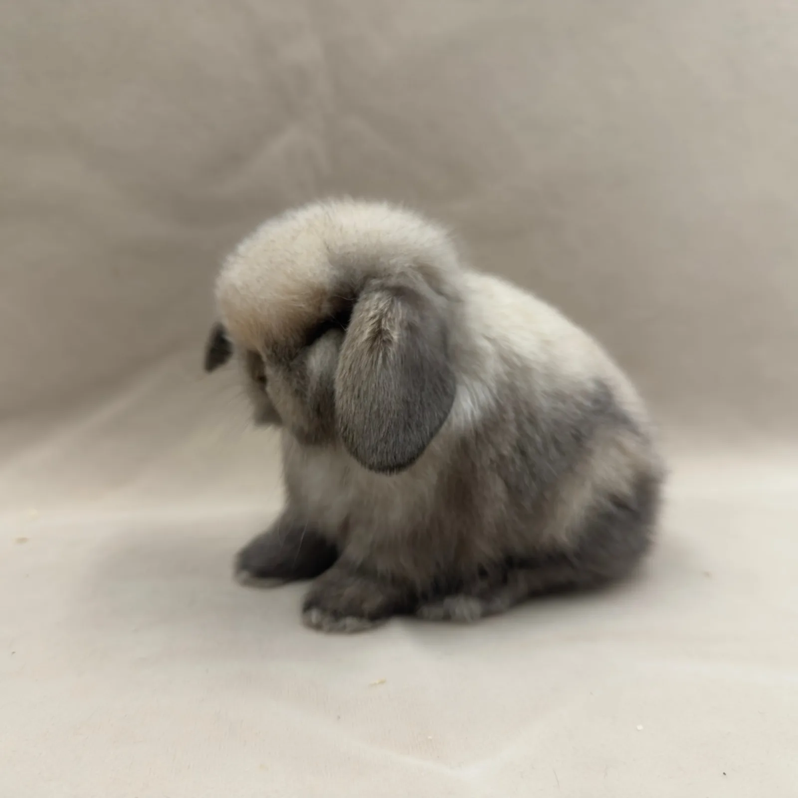 Maluszek Mini Lop, umaszczenie szaro-białe – z hodowli CrystalBunny, już w nowym domu