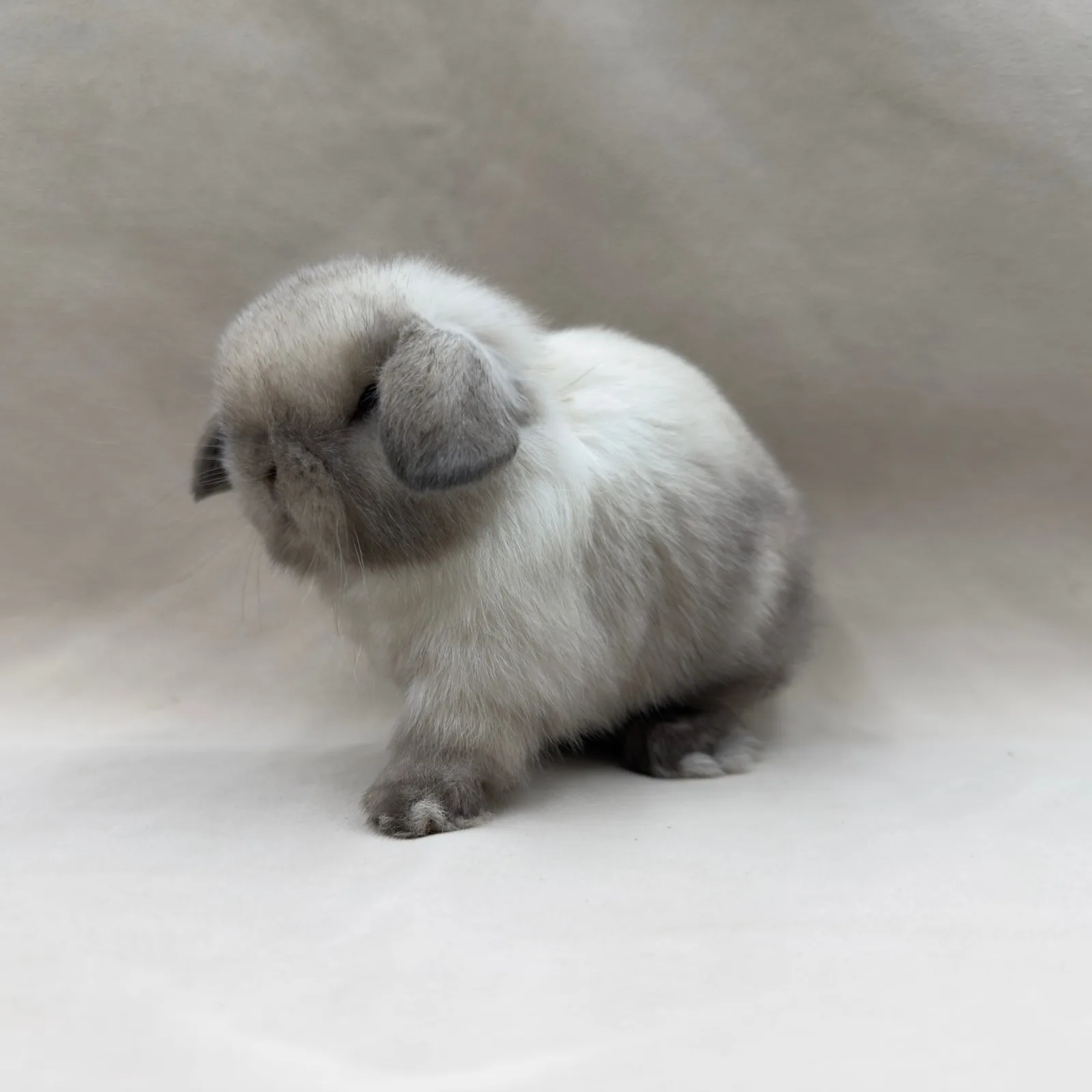 Maluszek Mini Lop, umaszczenie jasne z szarymi znaczeniami – z hodowli CrystalBunny, już w nowym domu