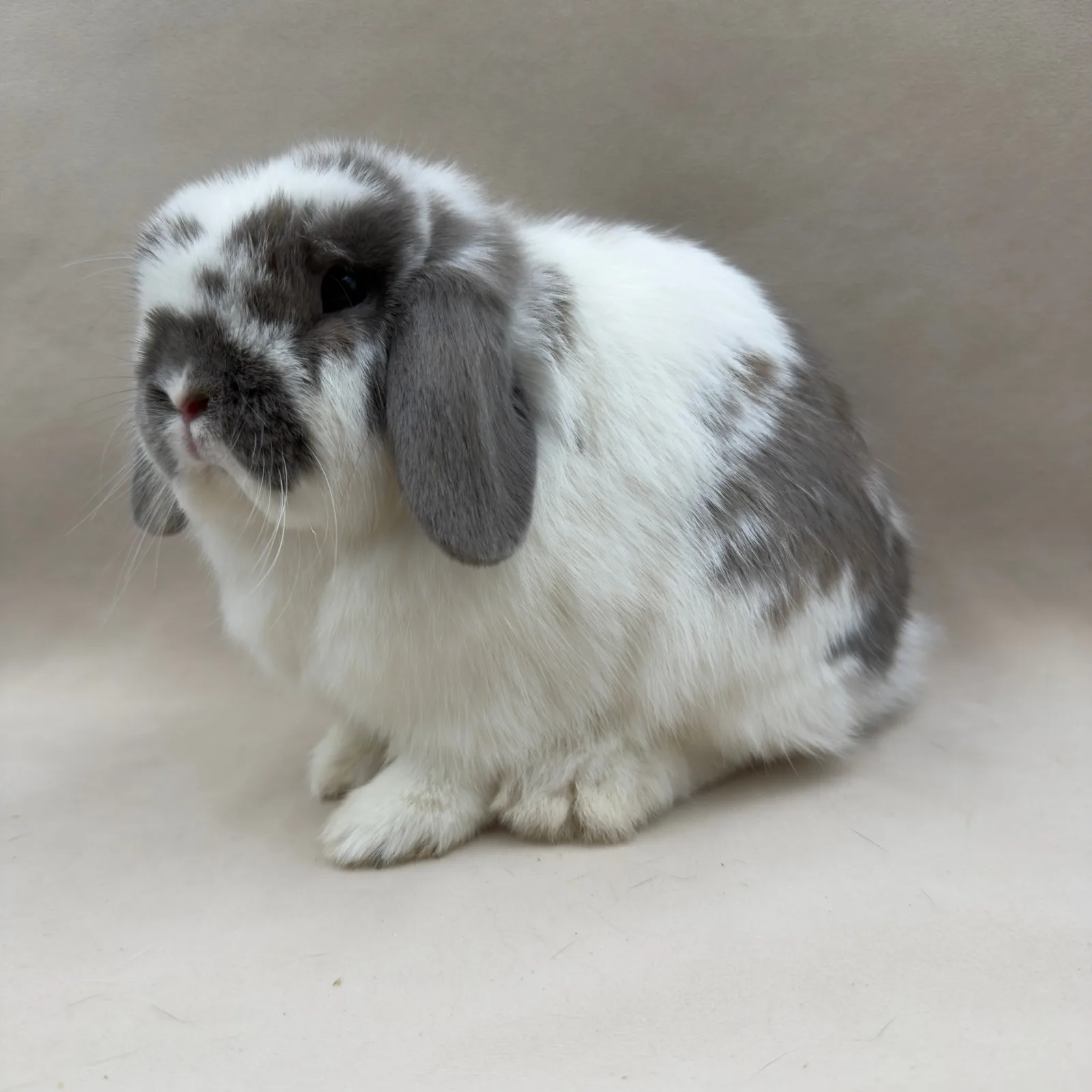 Ria – samica Mini Lop, umaszczenie Broken Isabell, hodowla CrystalBunny
